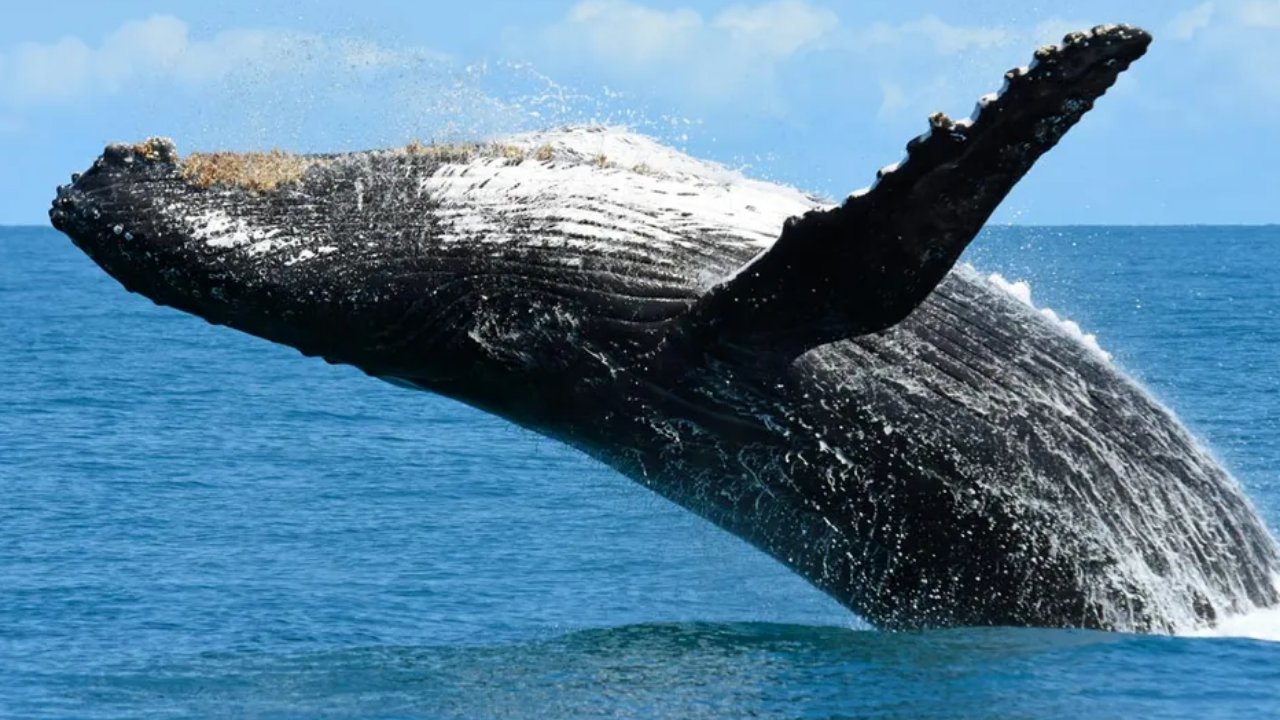 Ubatuba registra um aumento histórico na aparição de baleias jubarte